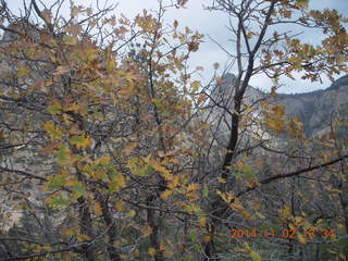 Zion National Park - West Rim hike - foliage