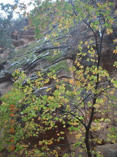 Zion National Park - West Rim hike - desert plant