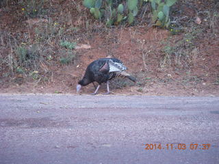 Zion National Park - wild turkey