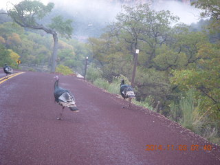 Zion National Park - wild turkeys - strange low cloud/fog