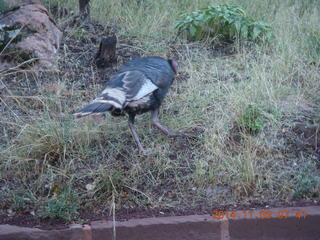 Zion National Park - dawn Riverwalk - flash flood scale