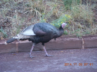 Zion National Park - wild turkey