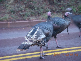 Zion National Park - wild turkey