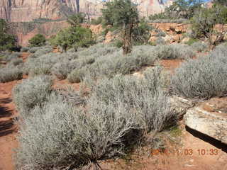 Zion National Park - path along the Virgin River - flowers