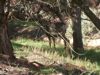 Zion National Park - Watchman hike - deer