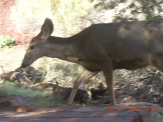 Zion National Park - Watchman hike - deer