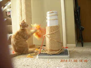 355 8t3. my kitten-cat Max with his new toy - thanks to Debbie M of Animal Planners