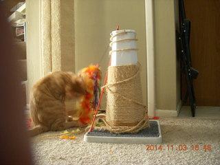 356 8t3. my kitten-cat Max with his new toy - thanks to Debbie M of Animal Planners