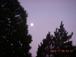 moon setting amid pine trees