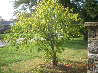 Betsy's transplanted tree