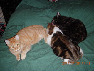 361 8tu. cats on my bed - Max, Maria, Penny