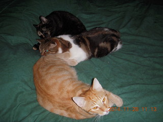 362 8tu. cats on my bed - Maria, Penny, Max
