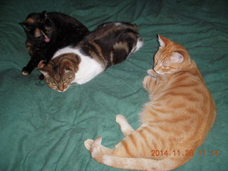 366 8tu. cats on my bed - Maria, Penny, Max
