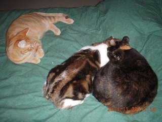368 8tu. cats on my bed - Max, Penny, Maria
