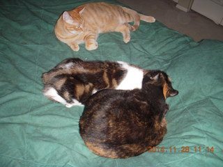 369 8tu. cats on my bed - Max, Penny, Maria