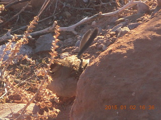 86 8v2. Arches National Park bird