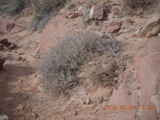 77 8v4. Canyonlands National Park - Lathrop trail hike - plant