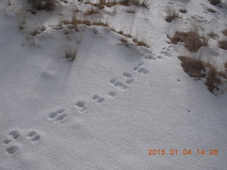 99 8v4. Canyonlands National Park - Lathrop trail hike - rabbit tracks