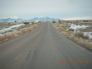 129 8v4. driving to Dead Horse Point - cows