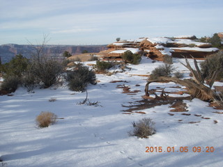 Dead Horse Point State Park hike - animal tracks