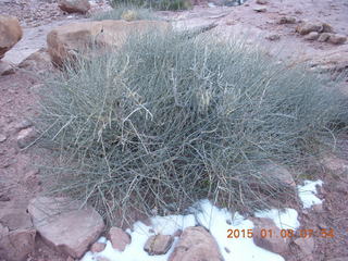 Porcupine Rim mountain-biking trail hike - plant