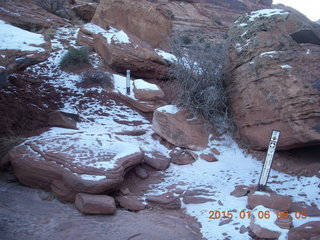 Porcupine Rim mountain-biking trail hike - plant