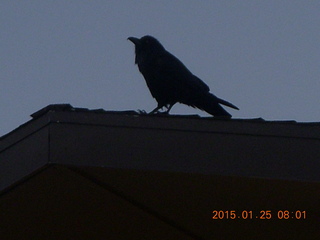 Death Valley hotel bird