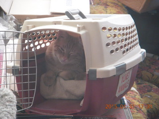 375 8vx. Max resting in cat carrier