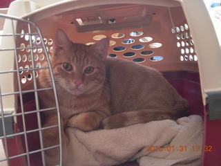 379 8vx. Max resting in cat carrier