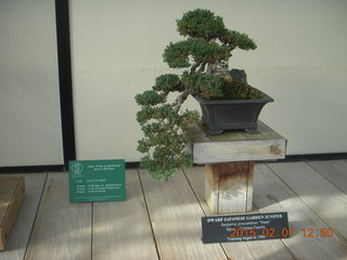 67 8w7. Longwood Gardens - bonsai tree