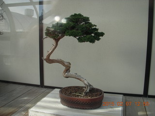 68 8w7. Longwood Gardens - bonsai tree