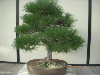 69 8w7. Longwood Gardens - bonsai tree