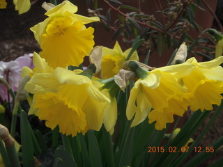 75 8w7. Longwood Gardens - daffodils