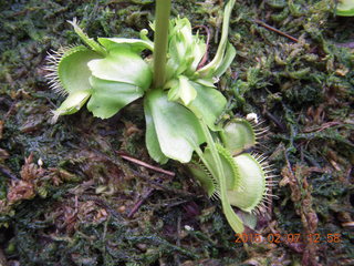 76 8w7. Longwood Gardens - venus flytrap