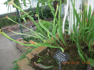 77 8w7. Longwood Gardens - pitcher plant