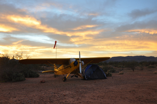 Grapevine pics - big saguaro cactus