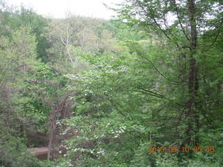 Lorimer Park trees