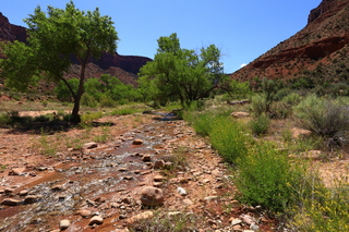 Beaver Creek Canyon hike - lizard