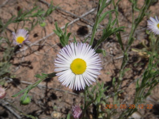 Beaver Creek Canyon hike - flower