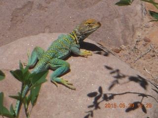 Beaver Creek Canyon hike - lizard