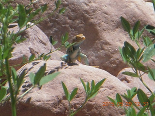 Beaver Creek Canyon hike - lizard