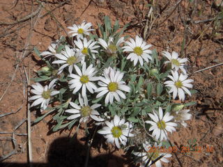 125 8zv. Beaver Creek Canyon hike - flowers