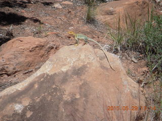 Beaver Creek Canyon hike - lizard