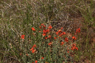 191 8zv. drive from Beaver Creek Canyon to Gateway - flowers