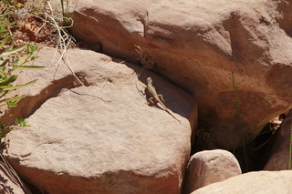 Beaver Creek Canyon hike - lizard