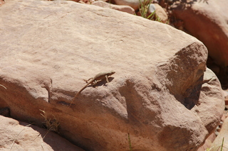 Beaver Creek Canyon hike - lizard