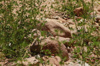 Beaver Creek Canyon hike