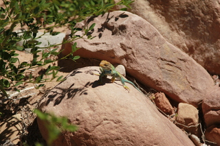 Beaver Creek Canyon hike - flower