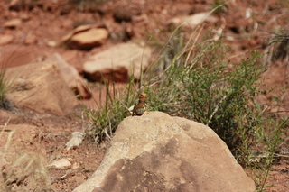 Beaver Creek Canyon hike - lizard