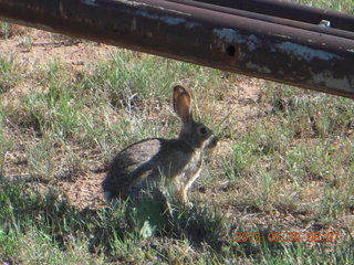 Gateway hike - rabbit